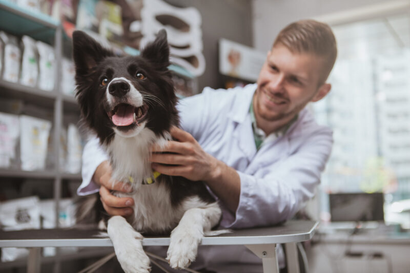Happy healthy dog being examined by professional veterinarian